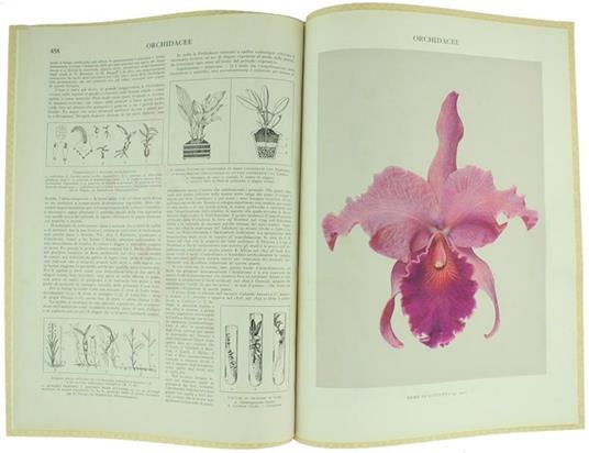 Orchidacee - Fabrizio Cortesi - copertina