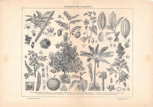 Piante alimentari I. Lexicon Vallardi 1900 ca - copertina