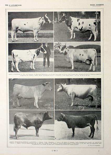 Races diverses/Race Hollandaise. Fronte/retro. Immagine 1927 - copertina