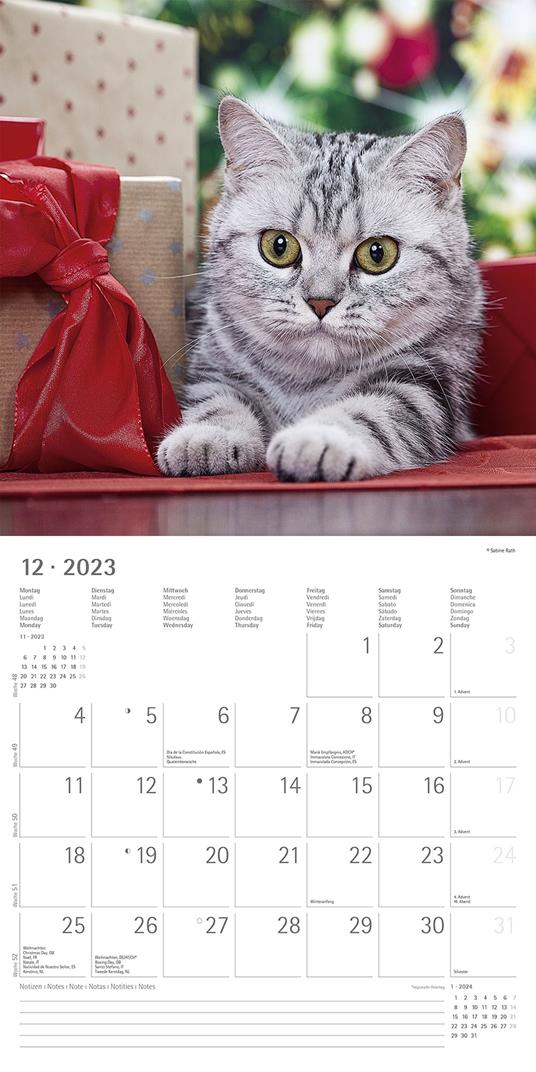 Calendario 2023 da muro Gatti, Alpha Edition, 12 mesi, 30x30 cm - 14