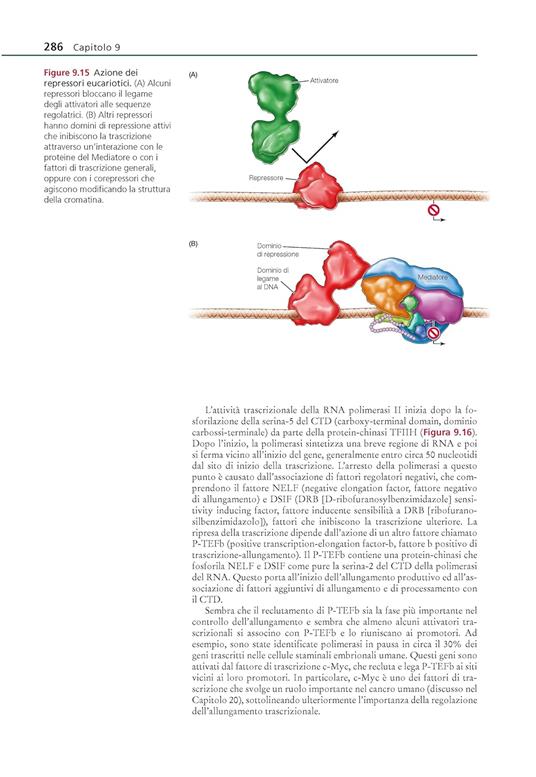 La cellula. Un approccio molecolare - Geoffrey M. Cooper - 3