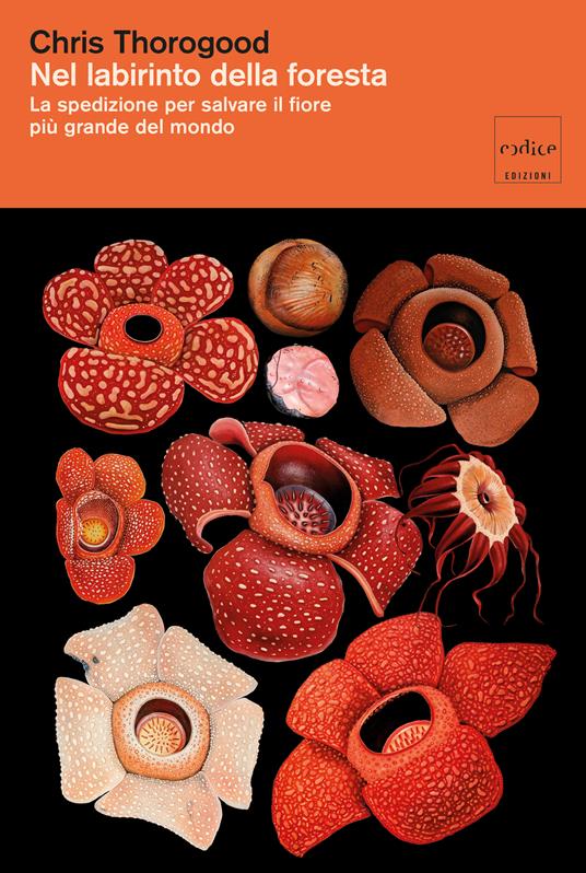 Nel labirinto della foresta. La spedizione per salvare il fiore più grande del mondo - Chris Thorogood - copertina